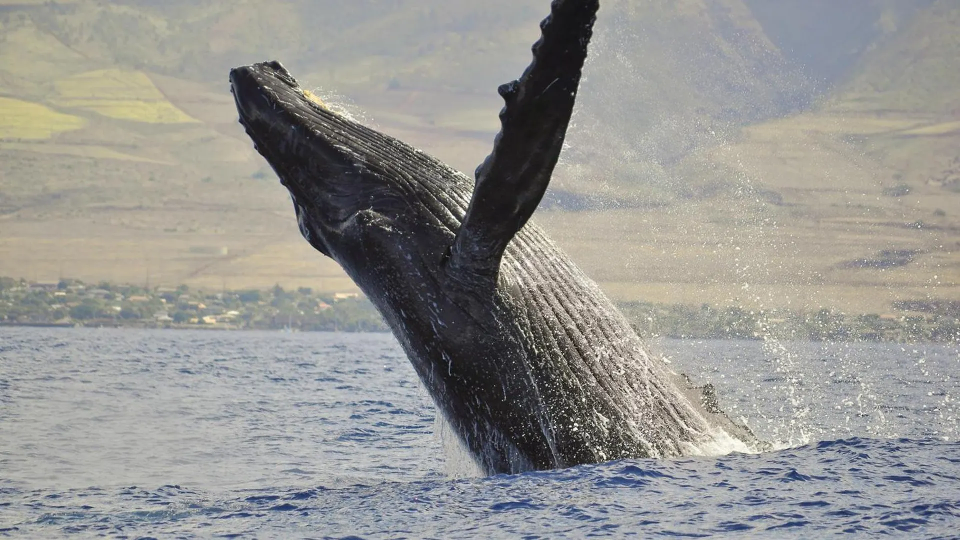 Royal Kahana 301